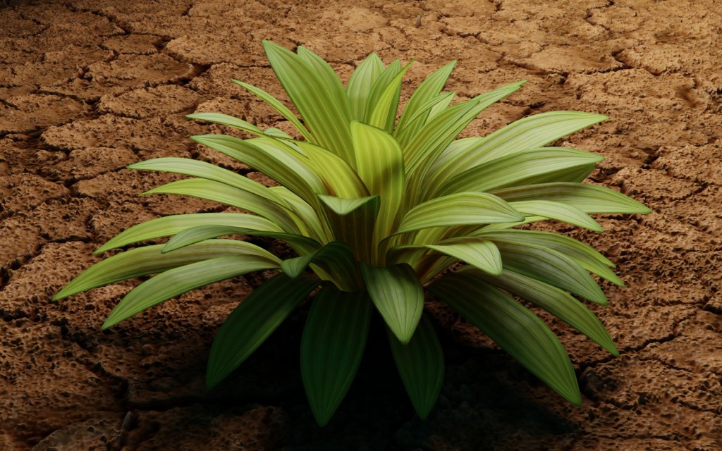 Plant preview image 1